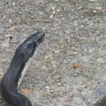 Snake Sept 2010 004